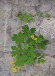 100_8550.jpg 100_8550.jpg