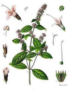 250px-mentha__piperita_-_kohlers_medizinal-pflanzen-095.jpg