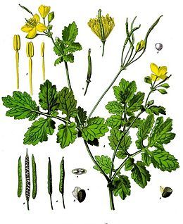 260px-chelidonium_majus_-_kohlers_medizinal-pflanzen-033.jpg