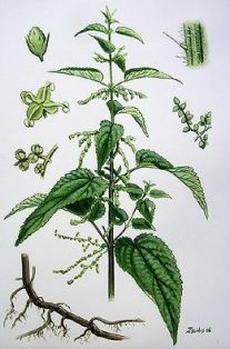 260px-urtica_dioica_nagy_csalan.jpg