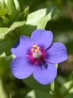 anagallis_arvensis.jpg