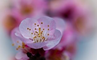 apricot_flower_close_up.jpg