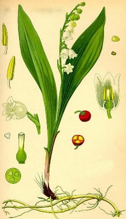 gyongyvirag_convallaria_majalis10.jpg