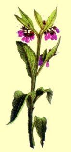 symphitum_officinale.jpg