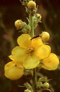 verbascum.jpg